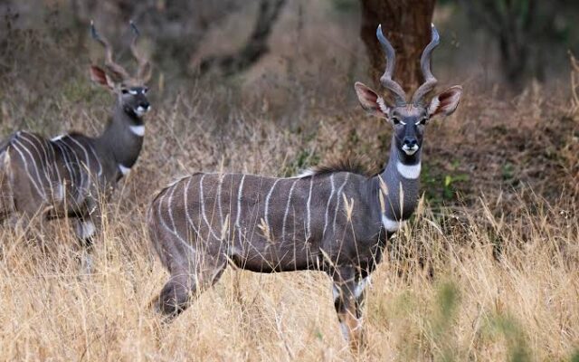Lesser Kudu