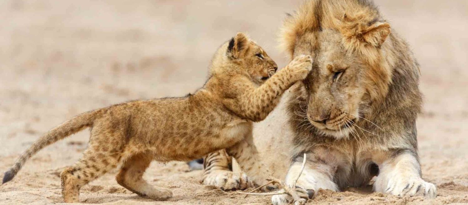 Lion-and-Cub-in-Serengeti-National
