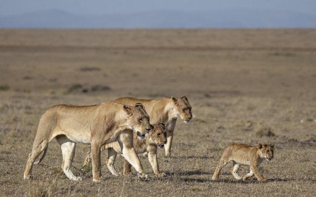 2-Day Mara Overnight Safari
