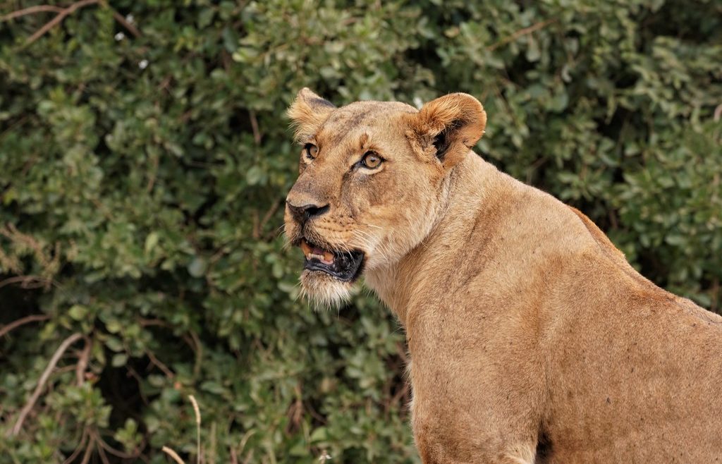 Lion tracking in Nairobi Park