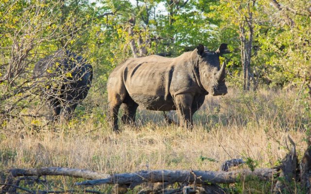 5-Day Lodge-Treehouse Safari in Greater Kruger