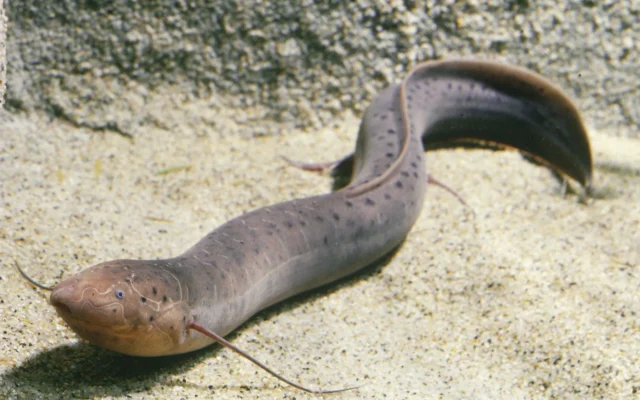 Lungfish