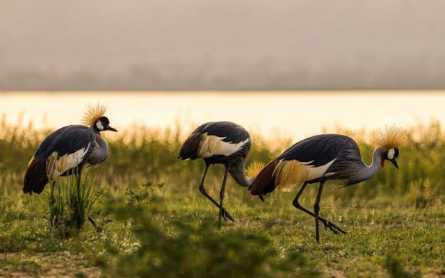 Lutembe Bay Wetland