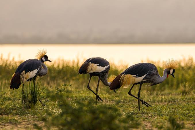 Lutembe Bay Wetland
