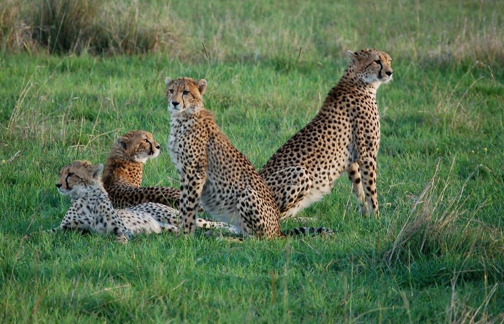 Maasai Mara cheetah