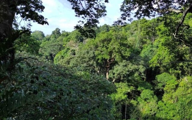 Mabira Forest Griffin Falls