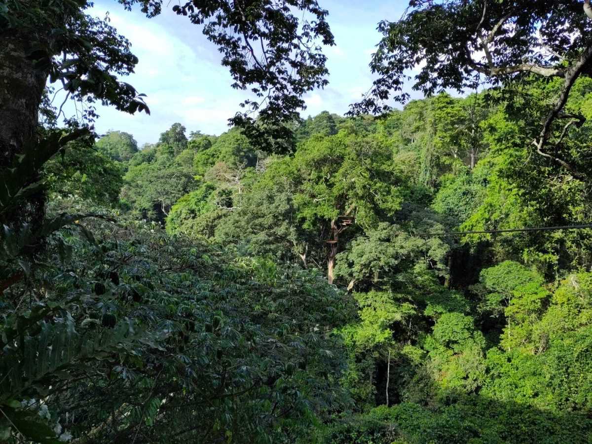 Mabira Forest Griffin Falls