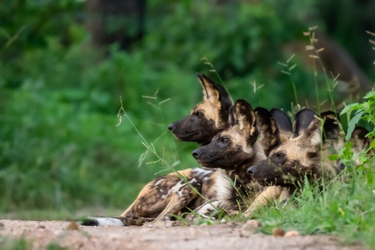 Majete Wildlife Reserve