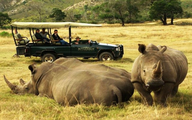 4-Day Malaria-Free Big 5 Botlierskop Safari