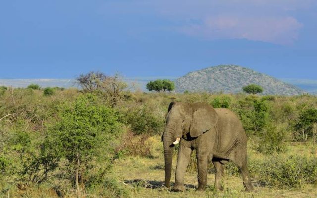 5-Day Malaria-Free Madikwe Safari