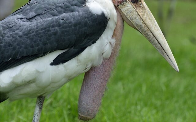 Marabou Stork