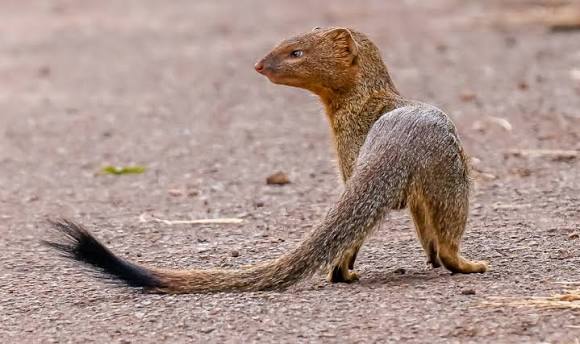 Marsh Mongoose