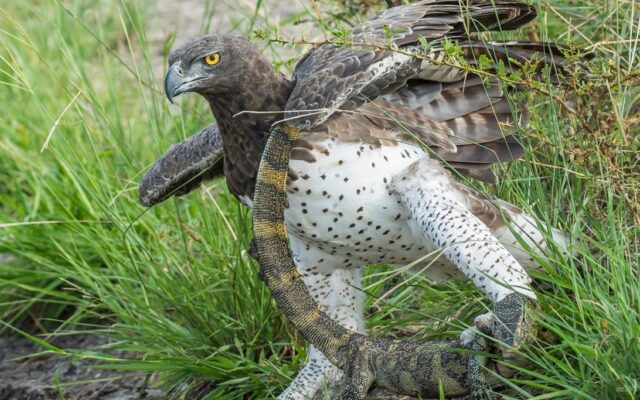 Martial Eagle