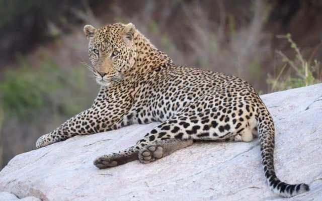 5-Day Masango Safari
