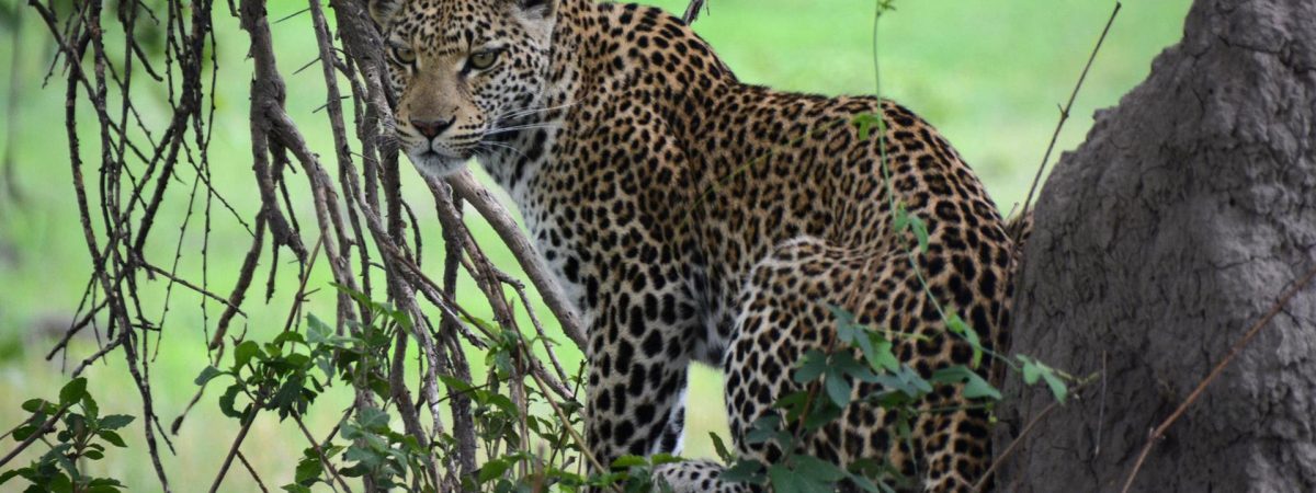 MoremiGameReserve_0000_Botswana-Moremi Game Reserve-shutterstock_611548517 (1)