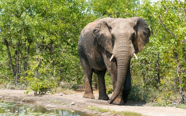 2-Day Motswari Private Game Reserve Main Camp – 1 Night