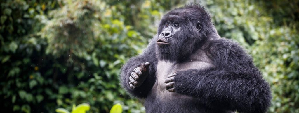 Mountain gorilla trekking