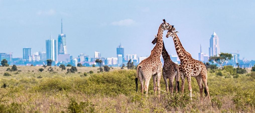Nairobi-National-Park 2