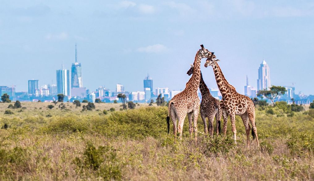 Nairobi-National-Park 2