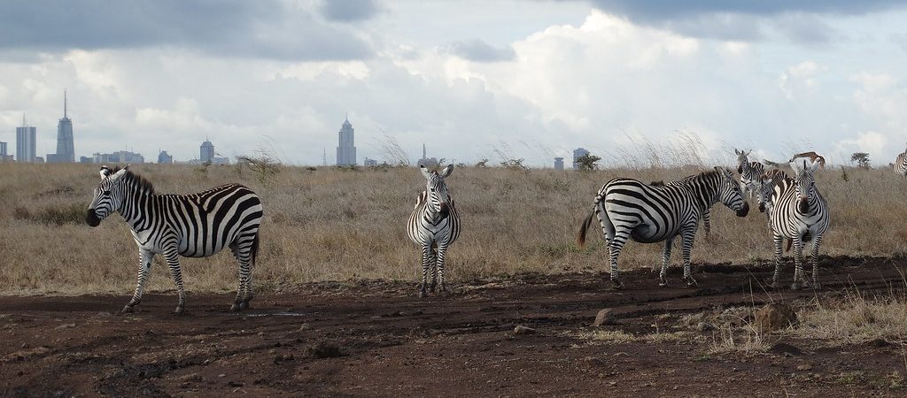 Nairobi National Park Zebras