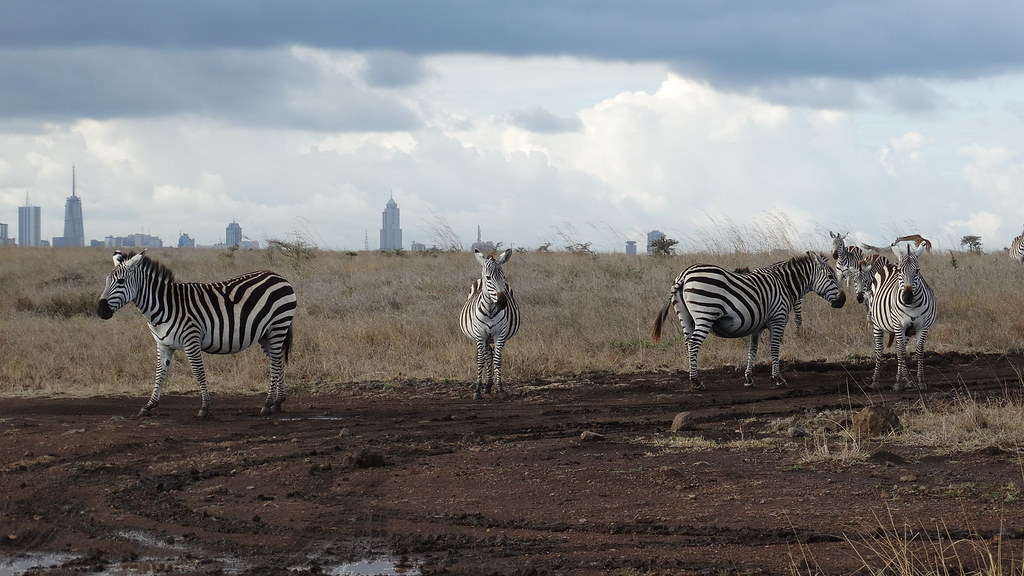 Nairobi National Park Zebras