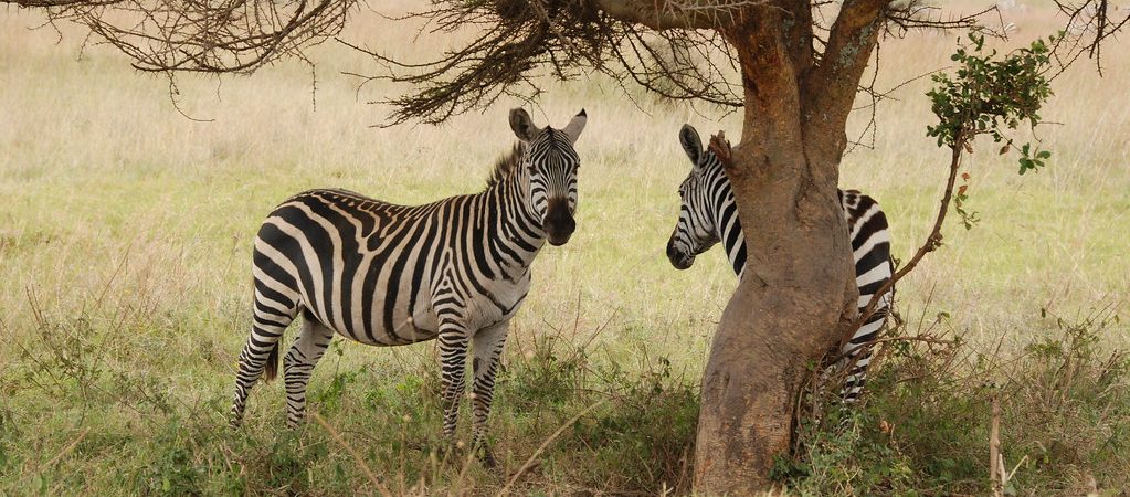 Nairobi park Zebras