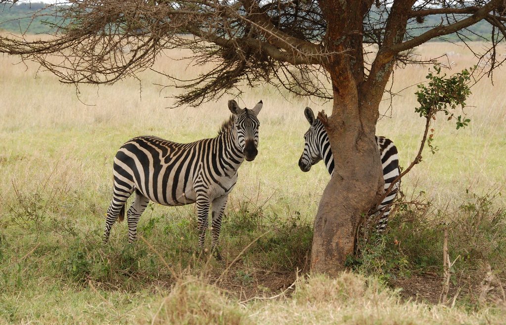 Nairobi park Zebras