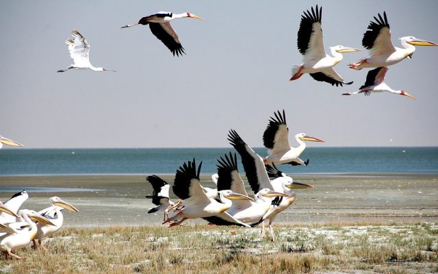 5-Day Wildlife Safari & Birdwatching Extravaganza