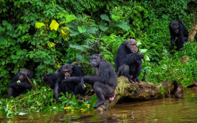 Ngamba Island Chimpanzee Sanctuary