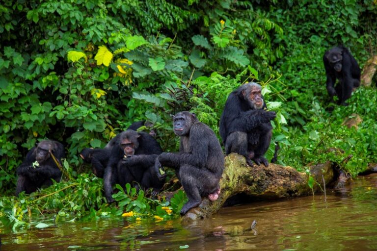 Ngamba Island Chimpanzee Sanctuary