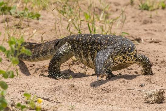 Nile Monitor