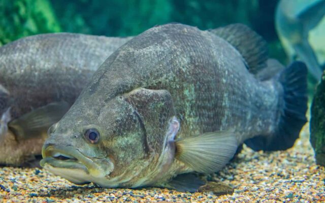 Nile Perch