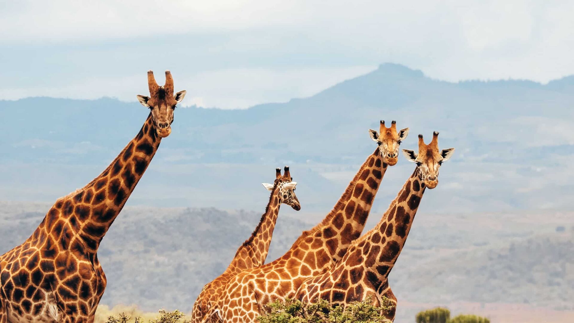 Nubian Giraffe