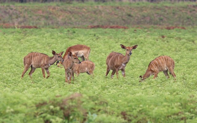 Nyalas_in_Mlilwane_Wildlife_Sanctuary