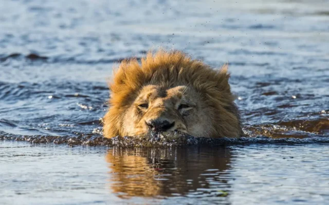 Okavango Delta