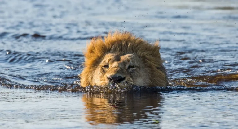 Okavango Delta