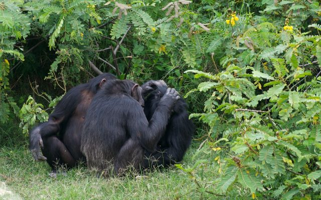 2-Day Overnight Trip to Olpajeta