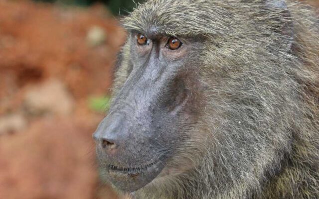 Olive Baboon