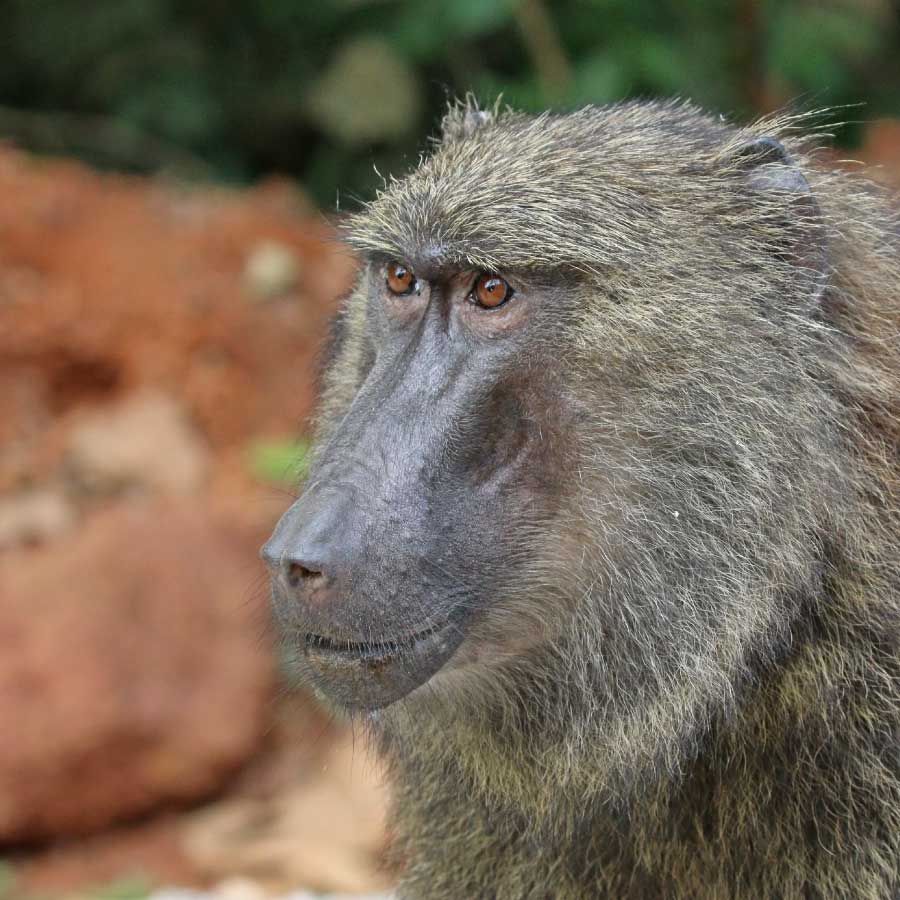 Olive-Baboon-Face-Close-Up