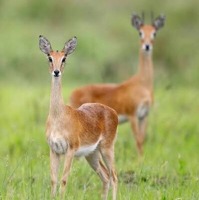 Oribi