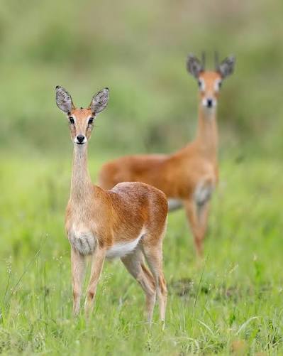 Oribi