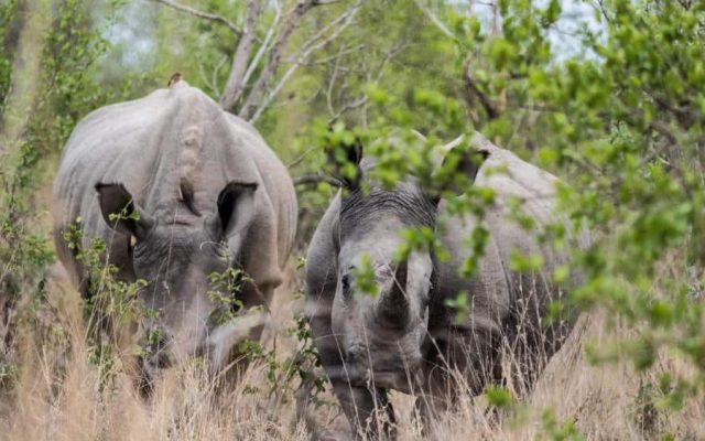5-Day Panorama Route & Safari Kruger South Africa