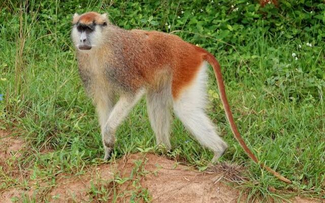 Patas Monkey