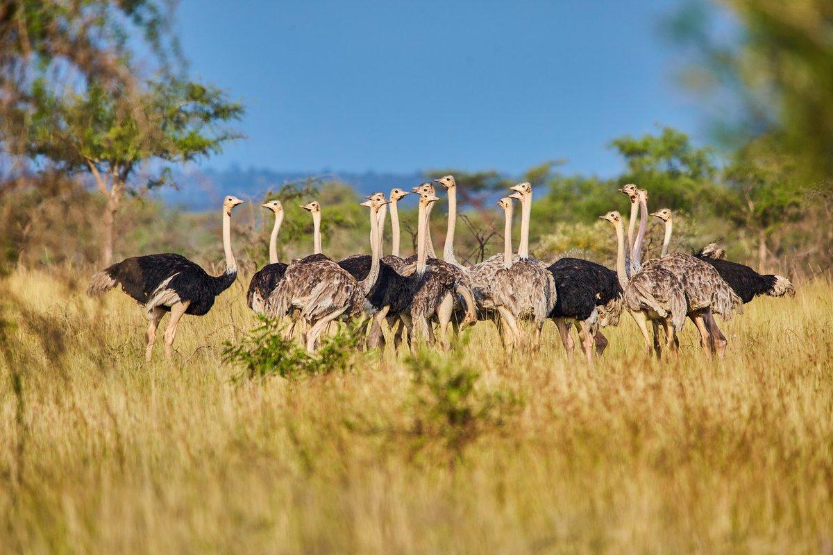 Pian Upe Wildlife Reserve