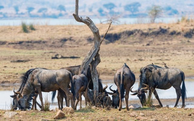 1-Day Pilanesberg National Park Tour and Safari