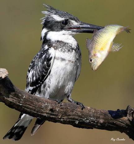 Pied Kingfisher