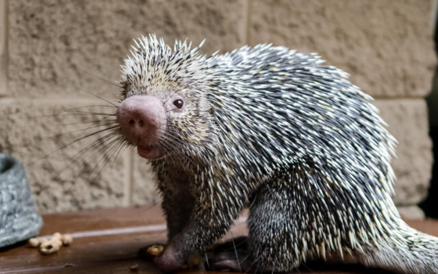 Porcupine