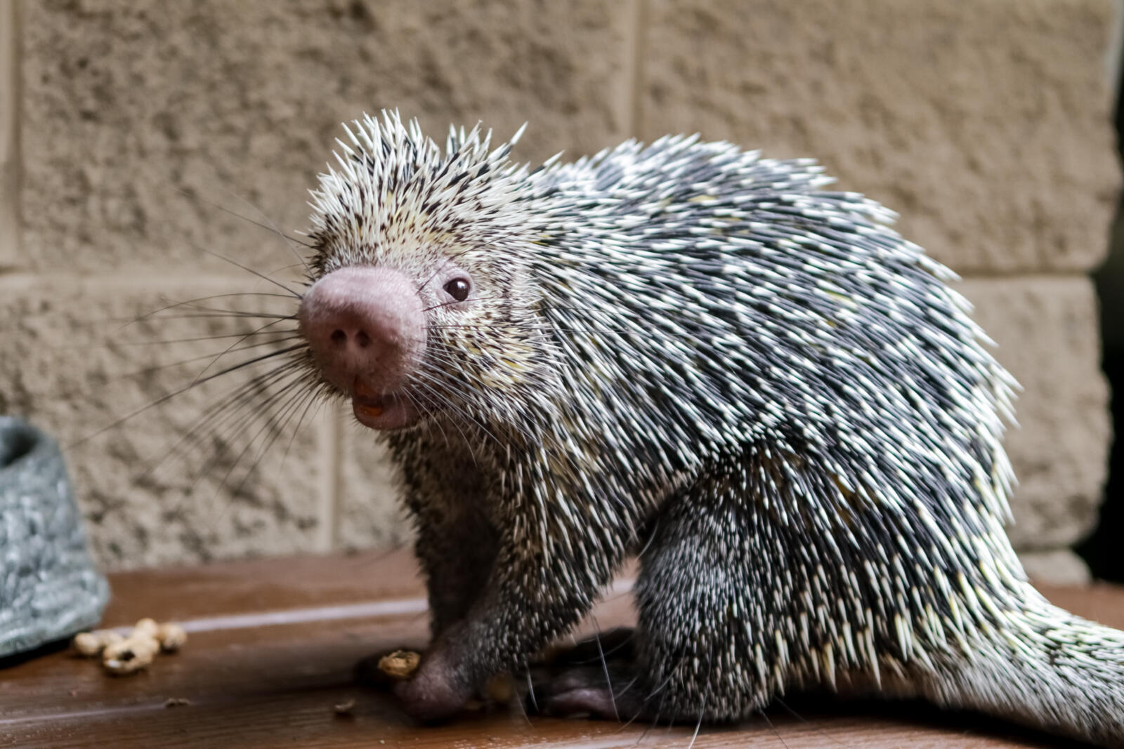 Porcupine