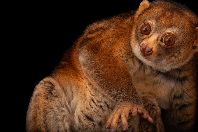 Potto