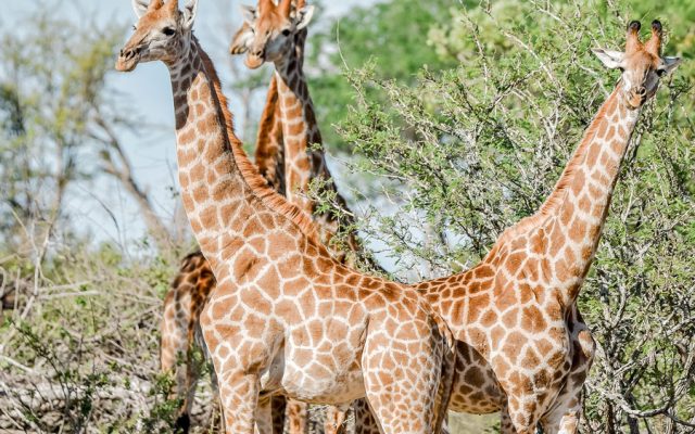 4-Day Private Game Reserve + National Park Safari